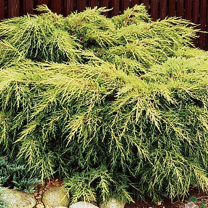 Можжевельник средний Голд Кост v5-7 Tim 