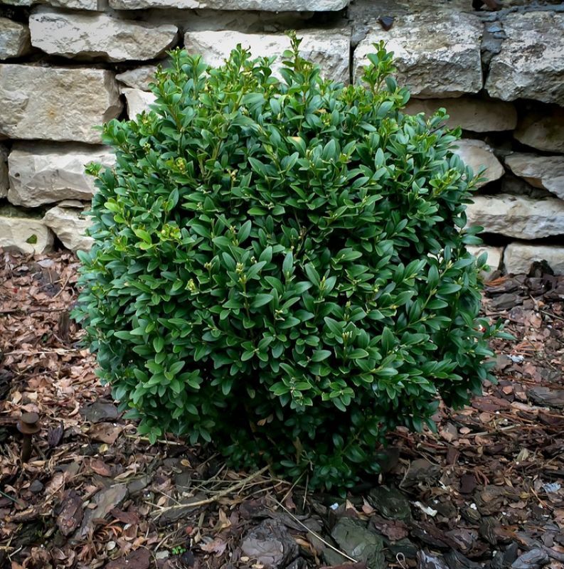 Самшит вечнозеленый v7,5 h35 ШАР 