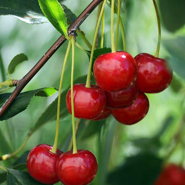 Вишня Владимирская v7 100-120 Tim 