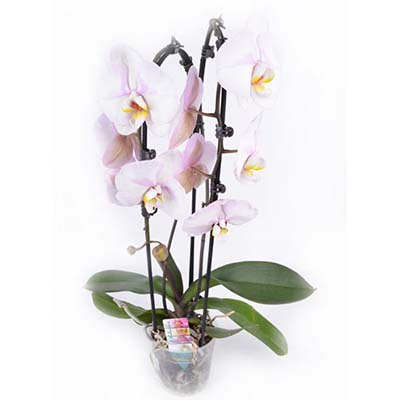 Фаленопсис Каскад 2 ствола d12 