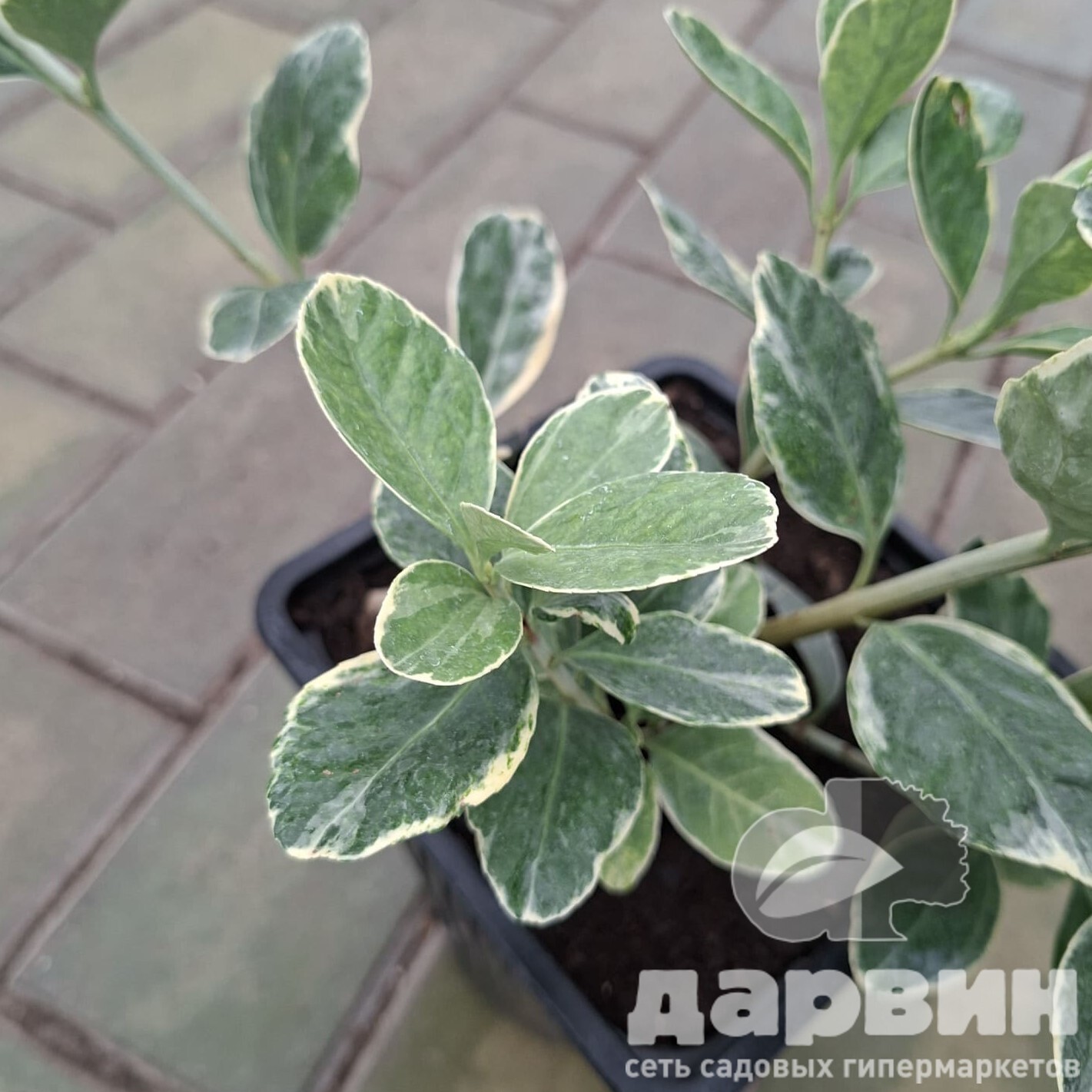 Бересклет японский Альбомаргинатус v2 Lav 