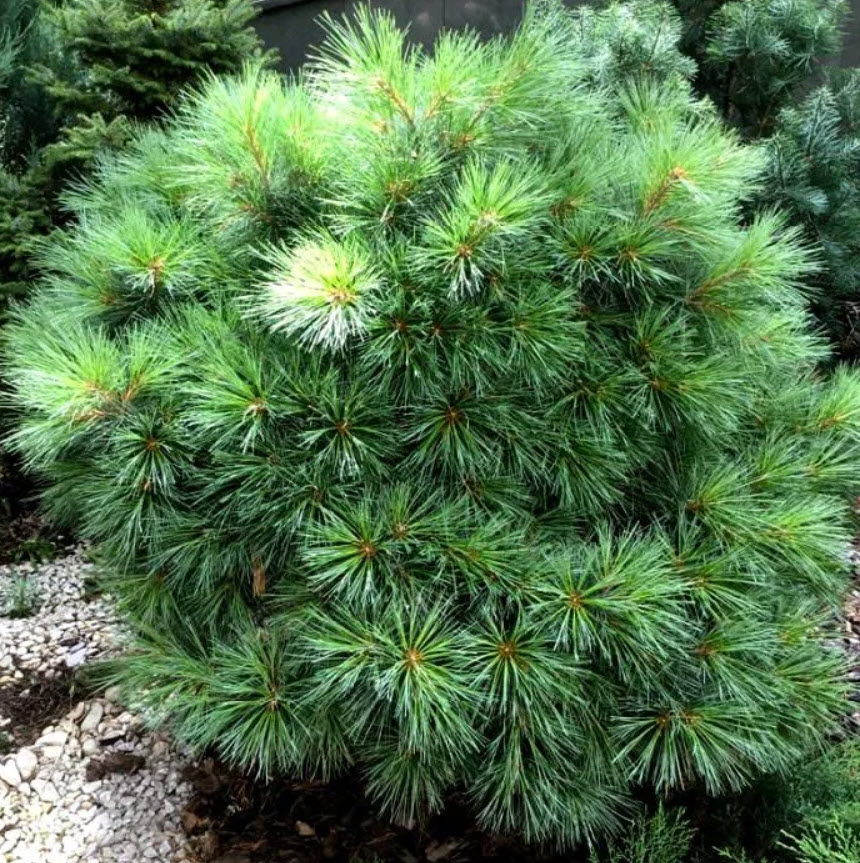 Сосна веймутова Блю Шаг 30-40 cm cont. 10L Mt 