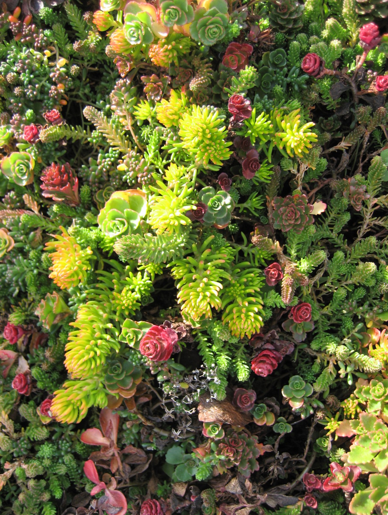 Седум  микс Р9 