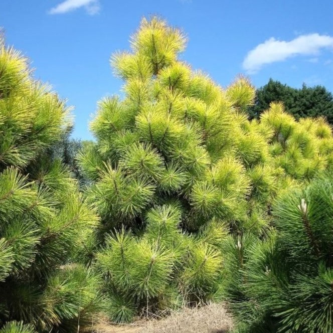 Сосна Тунберга Огон 30-40 cm cont. 5,0L Mt 