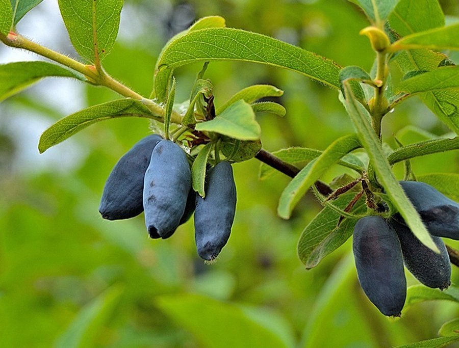 Жимолость Югана v1 Tim по цене  Жимолость Югана v1 Tim