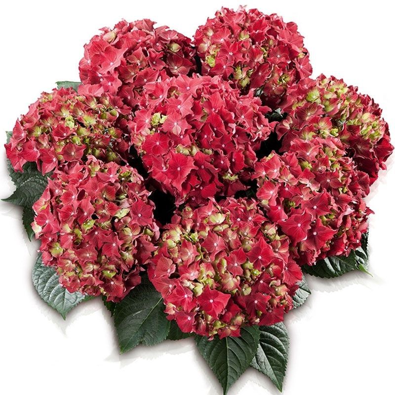 Гортензия крупнолистная Роял Ред Руж v5 Tim 