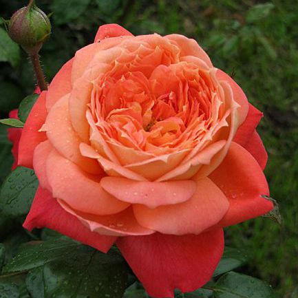 Роза флорибунда Куин оф Хартс с5, Tim 