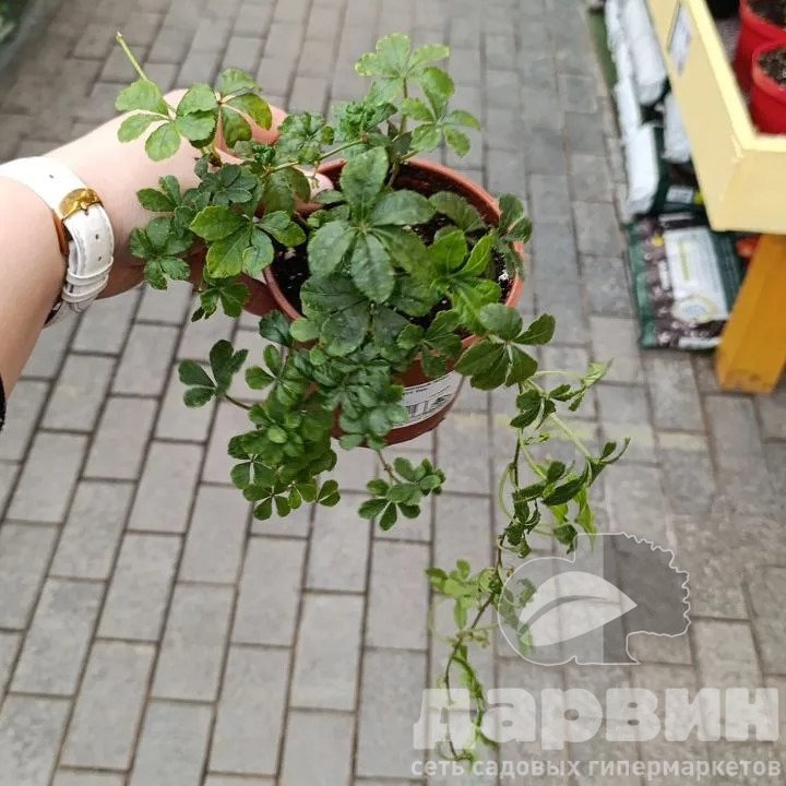 Циссус ромболистный Элен Даника d11 Tim 