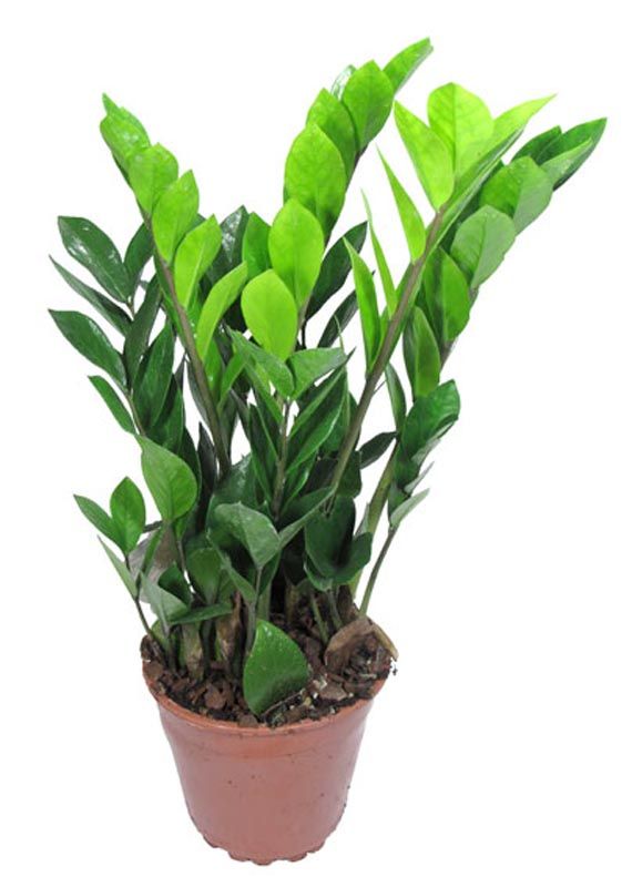 Замиокулькас Замифолия d21 h 75-90 