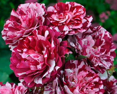 Роза флорибунда Нью Имэджин в коробке ЦО 