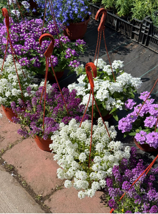  Алиссум 2,5л - d21 ХН 