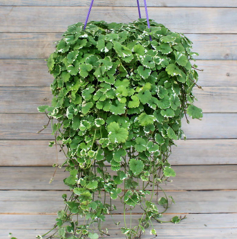 Будра плющелистная пестрая кашпо d23 ХР 