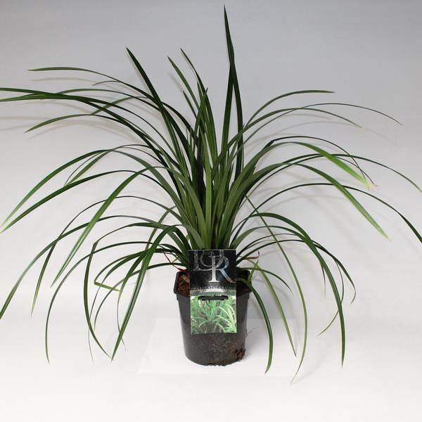 Осока Айриш грин Р17 Tw 