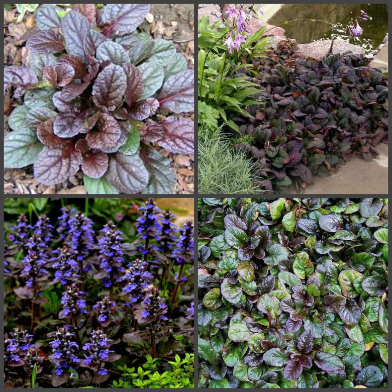 Живучка микс, смесь окрасок d12 ХР 