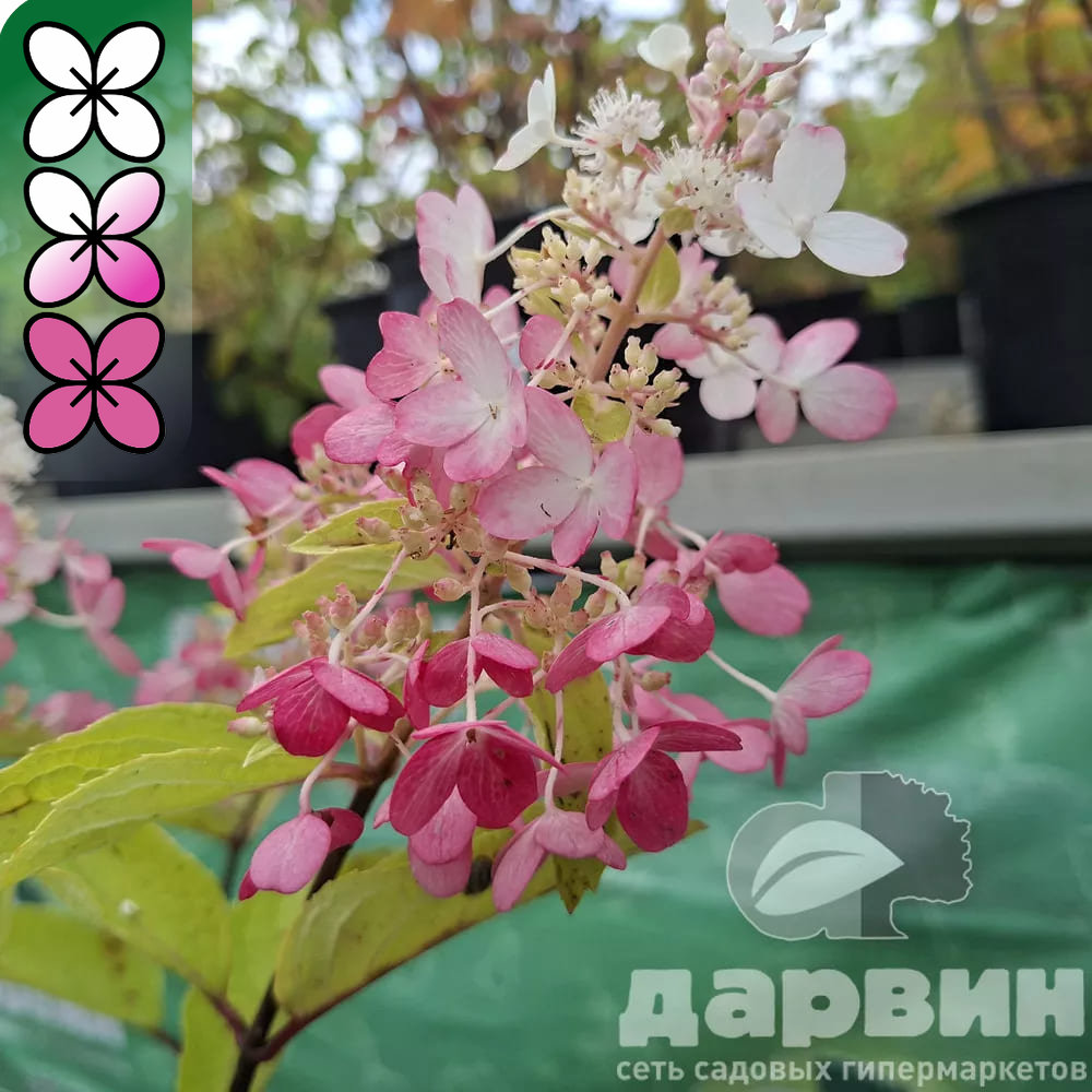 Гортензия метельчатая Пинк Леди v3 Lav 
