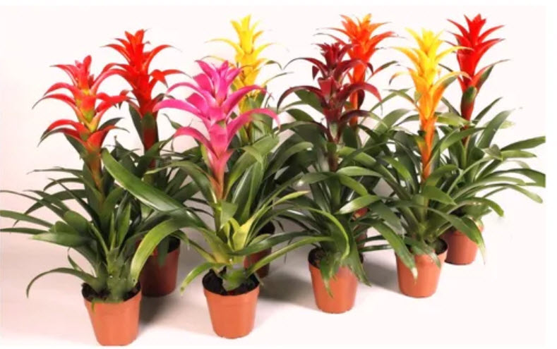 Гузмания Хоуп декорум d13 h45 