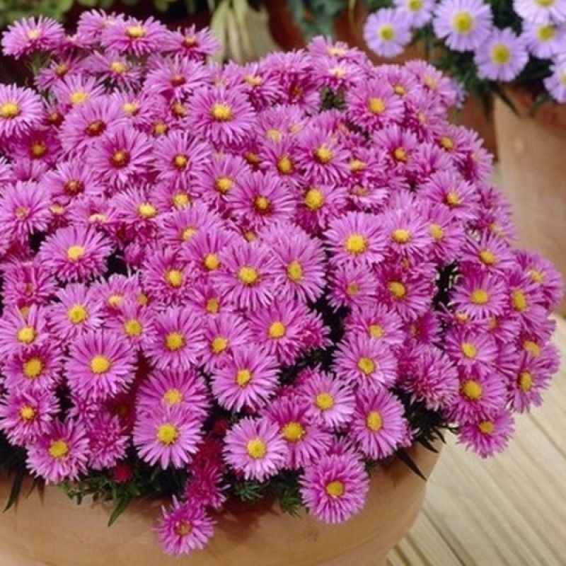 Астра кустарниковая Аннеке v2 Lav 