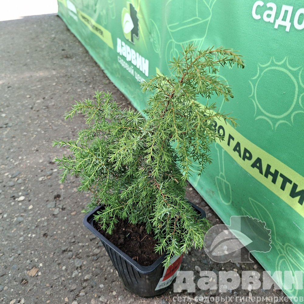 Можжевельник обыкновенный Хиберника v2 Lav 