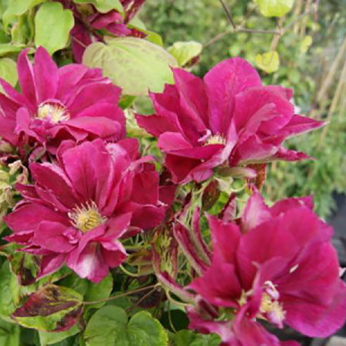 Клематис Ред Стар v2 Tim 