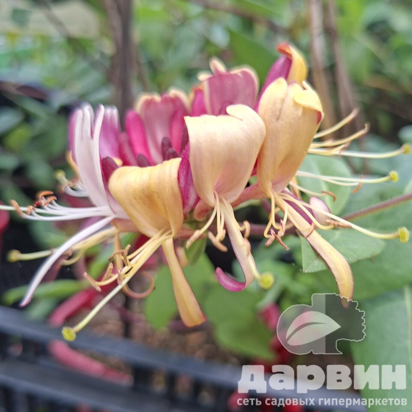 Жимолость вьющаяся Серотина v2 CL 