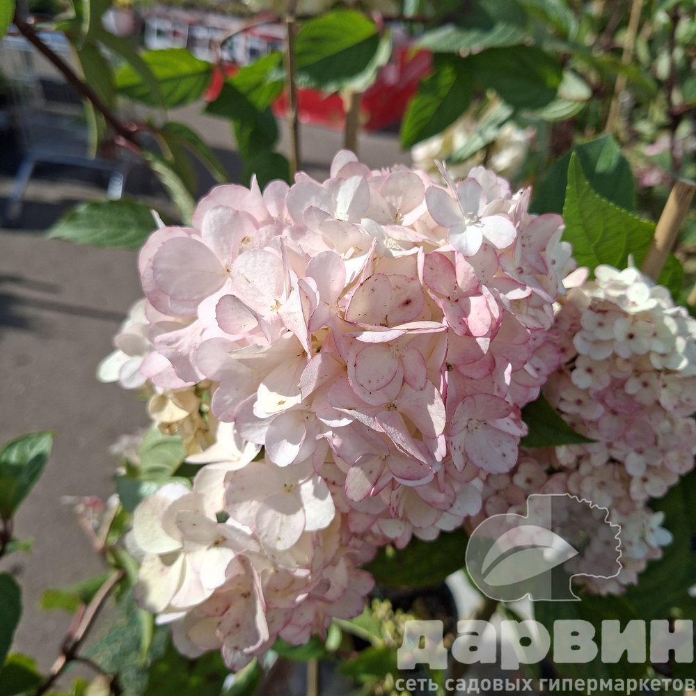 Гортензия метельчатая Ванилла Фрайз v3 Tim 