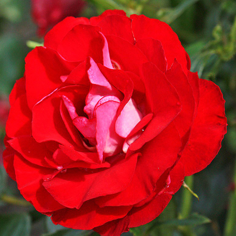 Роза флорибунда Розе де Инхеит 5л Dem 