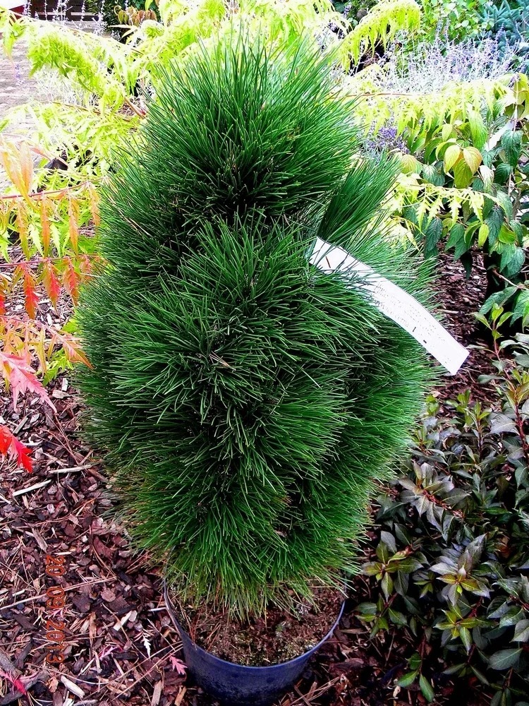 Сосна черная Грин Тауэр 30-40 cm cont. 4,0L Mt 