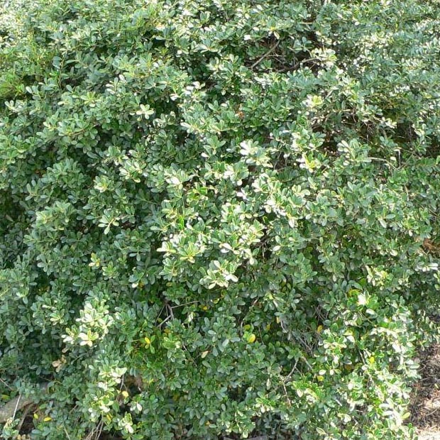 Падуб городчатый Грин Ластр v2 Tim 