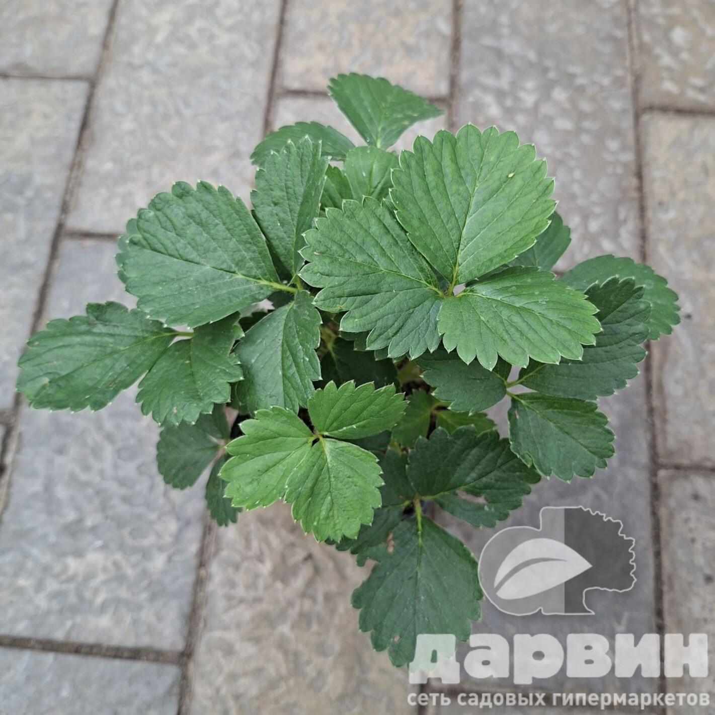 Изображение 3