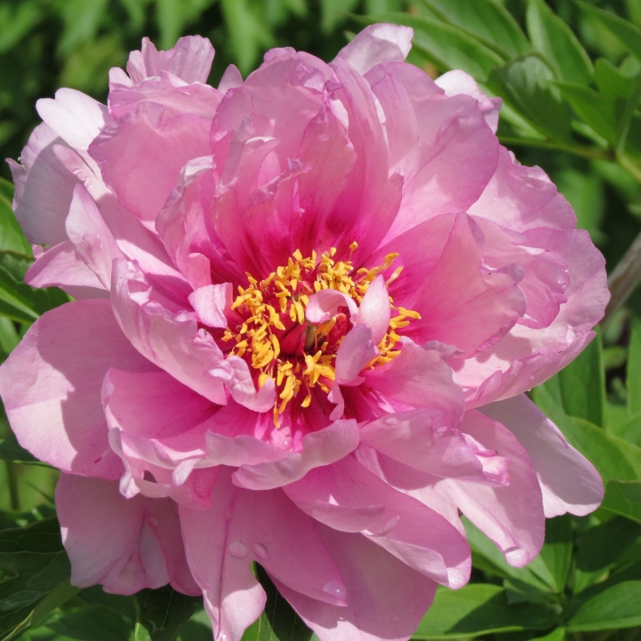 Пион Фест Эррайвал v5 Tim 