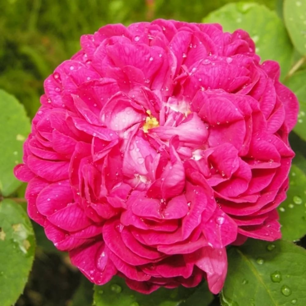 Роза парковая Роуз де Решт в коробке ЦО 