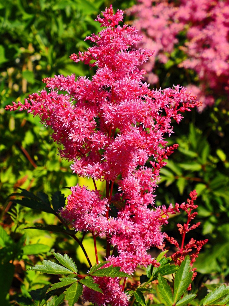 Астильба Вижион Вулкан v2 Tim 