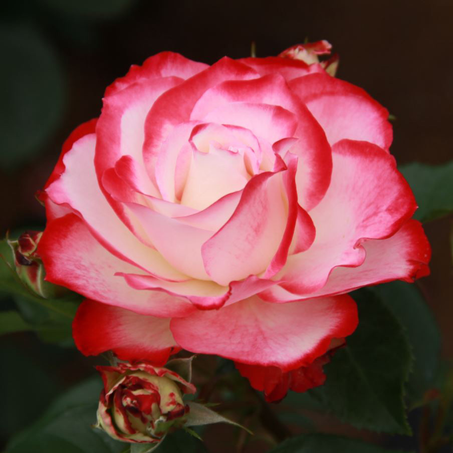 Роза флорибунда Джубили да Принц де Монако v5 Sav 