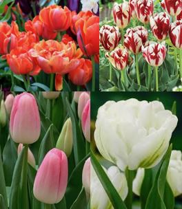 Луковица тюльпан 11/12, 1 шт 