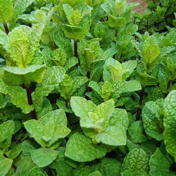 Мята Якима С 1,5 ЦО 