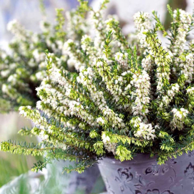 Эрика дарленская Вайт Перфекшион v3 Lav 