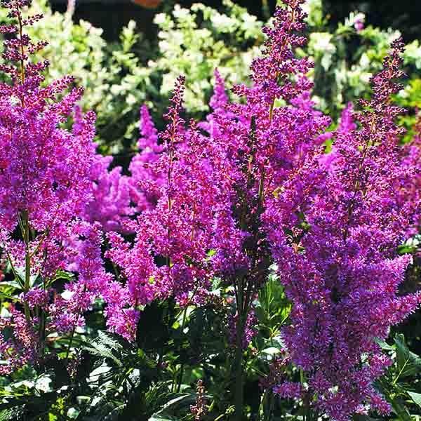 Астильба Блэк Перлс v2 Tim 