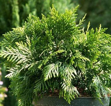 Туя западная Грюне Кугель v2 Lav 