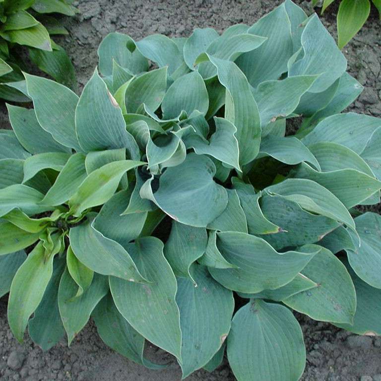 Хоста Блю веджевуд Tim 