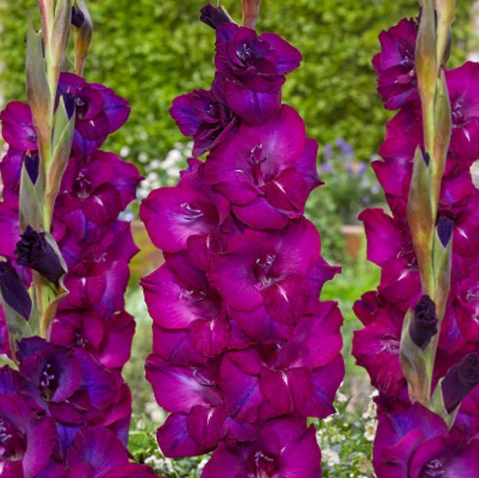 Луковица Гладиолус крупноцветковый Некст Левел 10/12 10шт. Поиск 