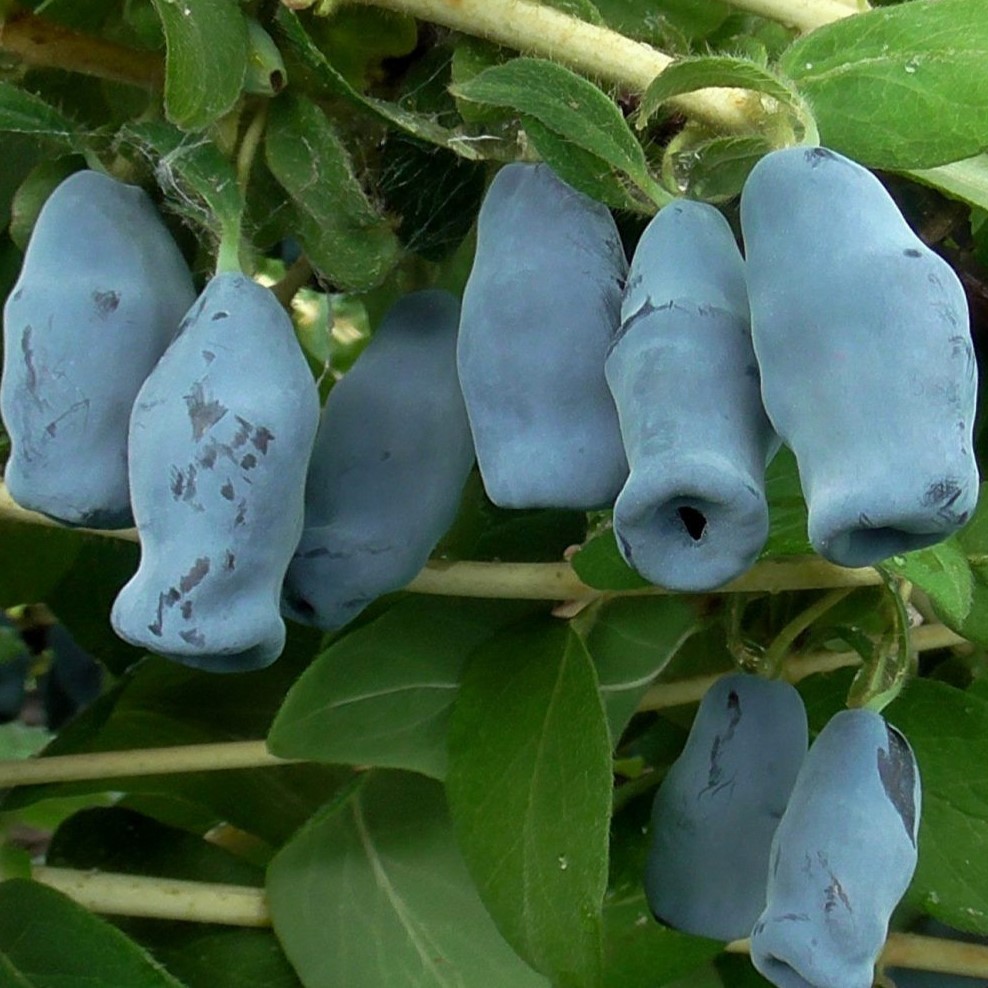 Жимолость Югана v5 Tim 