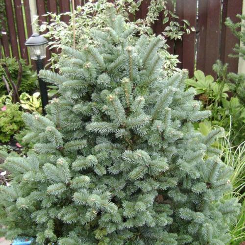 Растение пихта горная Компакта 100-125см 