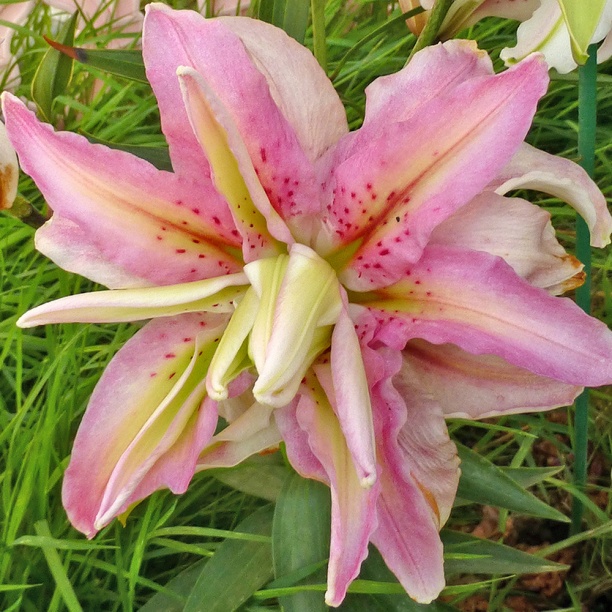 Лилия брокен харт описание. Лилия брокен харт. лилия восточная махровая (ориенталь) брокен харт. лилия восточная брокен херт. махровые лилии брокен харт.