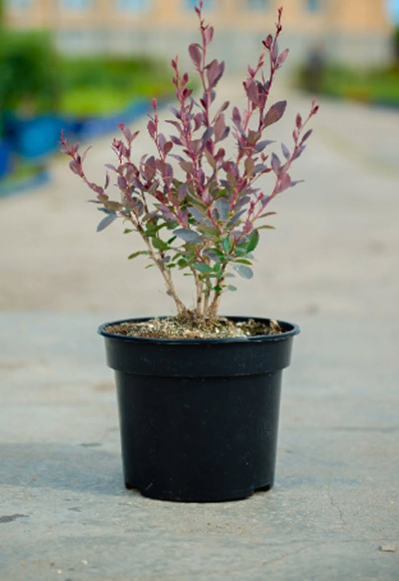 Барбарис обыкновенный пурпурный с2-с3 Nik 