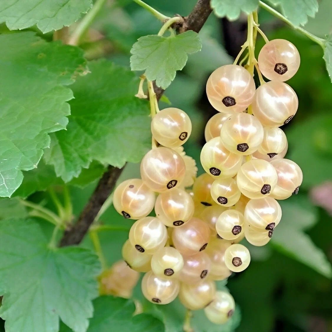 Смородина Булонь белая v5 Tim 