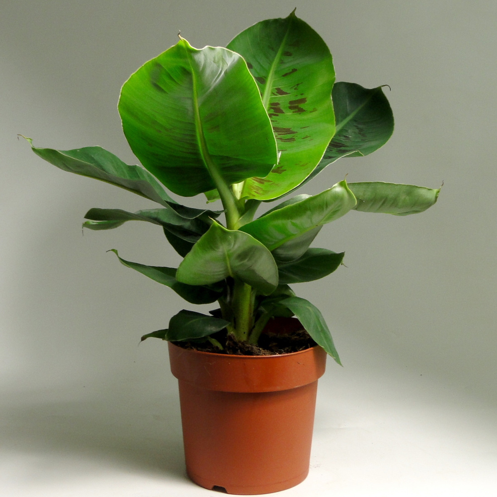 Банан Тропикана d12 h40 