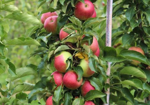 Яблоня колоновидная Арбат v7 80-100 Tim 