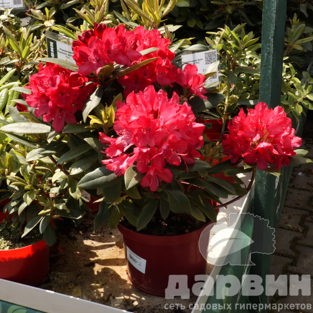 Рододендрон гибридный Владислав Ягелло c5 