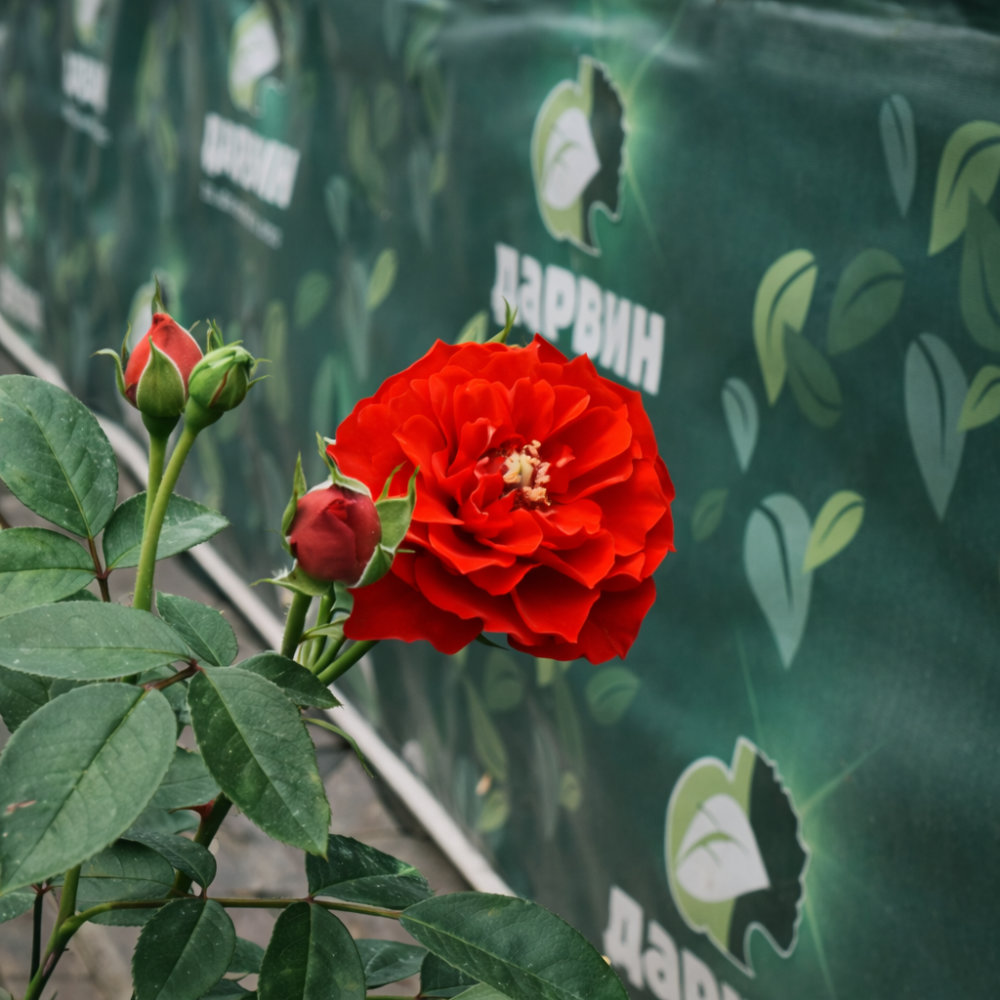 Роза бордюрная Оранж Бебифлор v5 Lav 