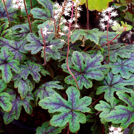 Тиарелла Аппалачиан Трейл d12 Lav 